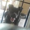 granda0351a